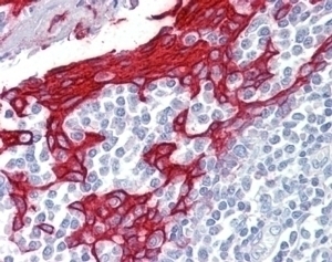 ApoL5 Antibody