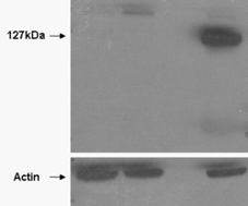 ApoA-IV Antibody