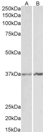 APOL2 Antibody
