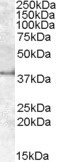 BTLA Antibody
