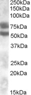 ABCC1 Antibody