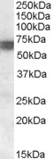APOA1BP Antibody