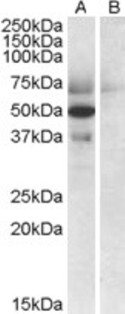 Apolipoprotein L4 Peptide