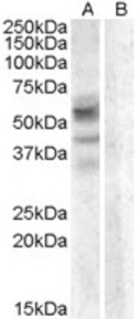 Arylsulfatase D Peptide