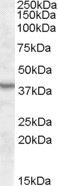 Arylsulfatase D Antibody