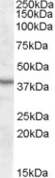 ASNA1 Peptide
