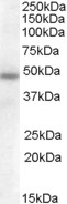 ASNA1 Antibody