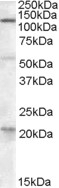 SLC22A17 Antibody