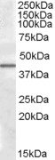 ARNTL Antibody