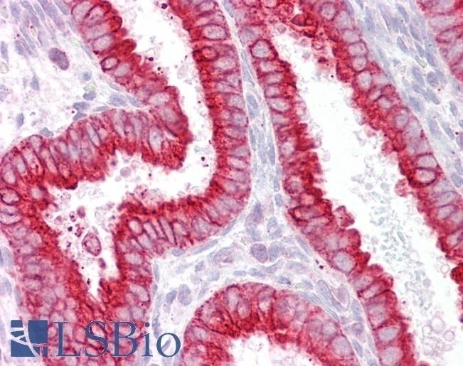 BIN3 Antibody