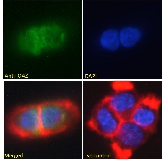 Apolipoprotein M Antibody
