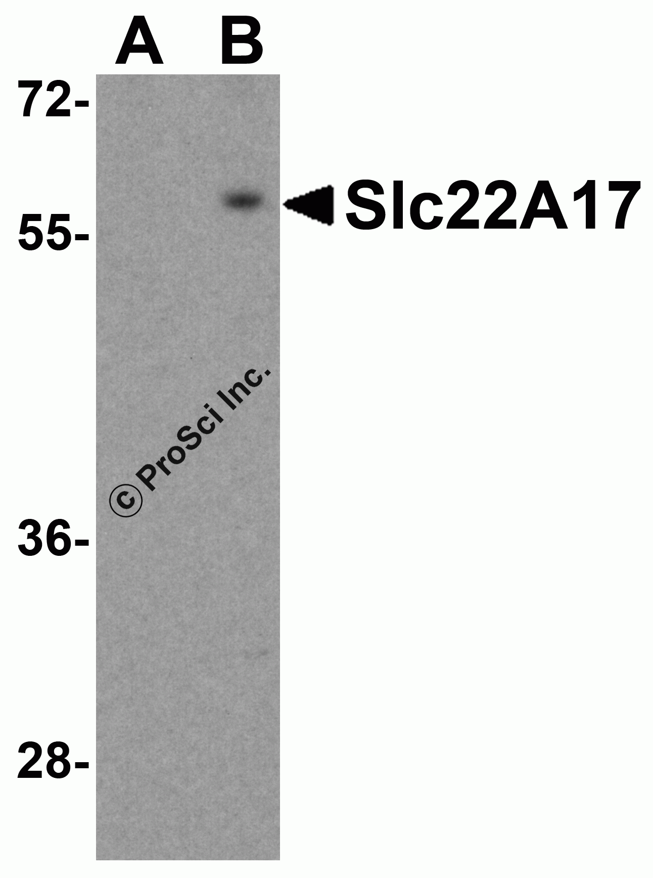 Slc22A17 Peptide
