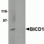 Western blot analysis of BICD1 in Daudi cell lysate with BICD1 antibody at 1 μg/mL in (A) the absence and (B) the presence of blocking peptide.