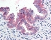 c-Met Antibody, Monoclonal