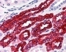 Uromodulin Antibody [10.32]