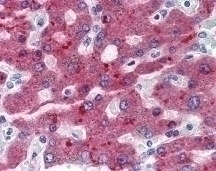Factor H Antibody [OX-24]