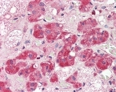 CD73 Antibody [2B6]