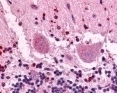 GPR3 Antibody