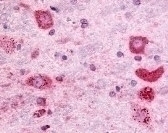 GPR171 Antibody