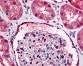 GPR89A Antibody