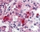 BRS3 Antibody