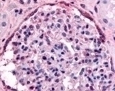 EPHA4 Antibody