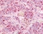 GPR12 Antibody