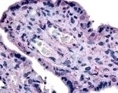 SLC7A5 Antibody