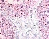 GPR68 Antibody