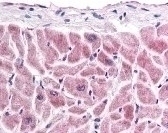 Frizzled 7 Antibody