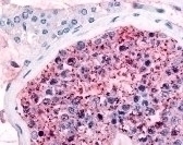 Frizzled 9 Antibody