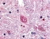 GPR88 Antibody