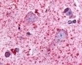 HTR7 Antibody