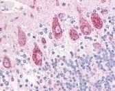 DUSP23 Antibody