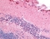 PDE6A Antibody