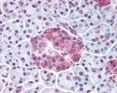 WNT10A Antibody