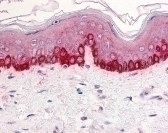 Integrin beta 1 Antibody