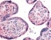 Integrin beta 1 Antibody