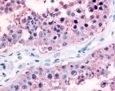 GJA1 Antibody