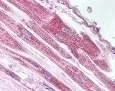 USP18 Antibody