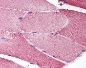 NOS1 Antibody