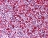 SYK Antibody [SYK-01]