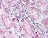 WDHD1 Antibody [20G10]