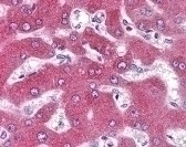 GPR77 Antibody
