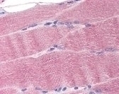 SLC40A1 Antibody