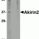 Western blot analysis of Akirin2 in mouse brain tissue lysate with Akirin2 antibody at 1 μg/mL in (A) the absence and (B) the presence of blocking peptide.