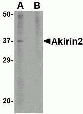 Akirin2 Peptide