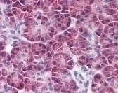SNF1LK2 Antibody [S15G10]