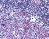 CD40 Antibody [HB14]