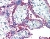CD59 Antibody [p282]